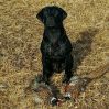 remy-first-pheasant-hunt.jpg Image